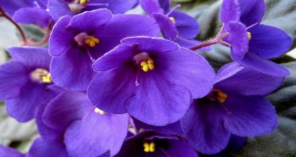 African Violet – The Most Beautiful Flower Everyone Should Have in ...