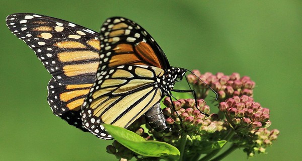 How To Attract Monarch Butterflies 10 Plants Monarchs Love Gardening Tips And News 4765