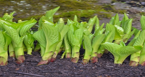 How To Divide Overgrown Hostas In The Summer – Keep Your Hostas ...