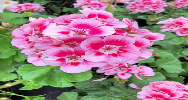 How To Save Your Geraniums This Fall! Overwintering Geraniums ...