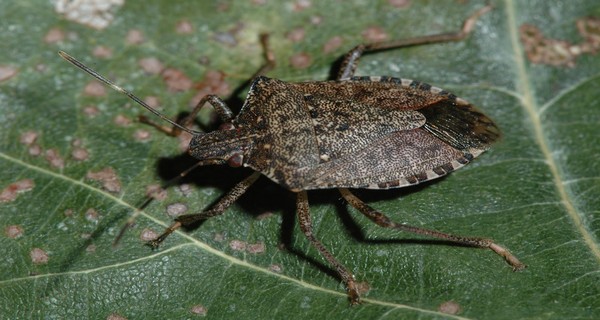 How To Stop Stink Bugs From Getting In Your House