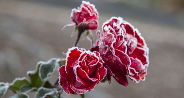 How To Prepare Rose Bushes For Winter – The Secrets To Fall Rose Care 