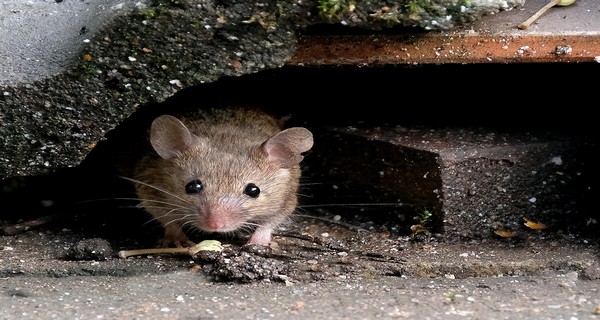 How To Keep Mice Out Of A Garage – 3 Simple Tricks That Work To Stop ...