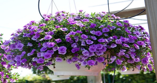 How To Fertilize Petunias – 2 Simple Secrets To Keep Your Petunias ...